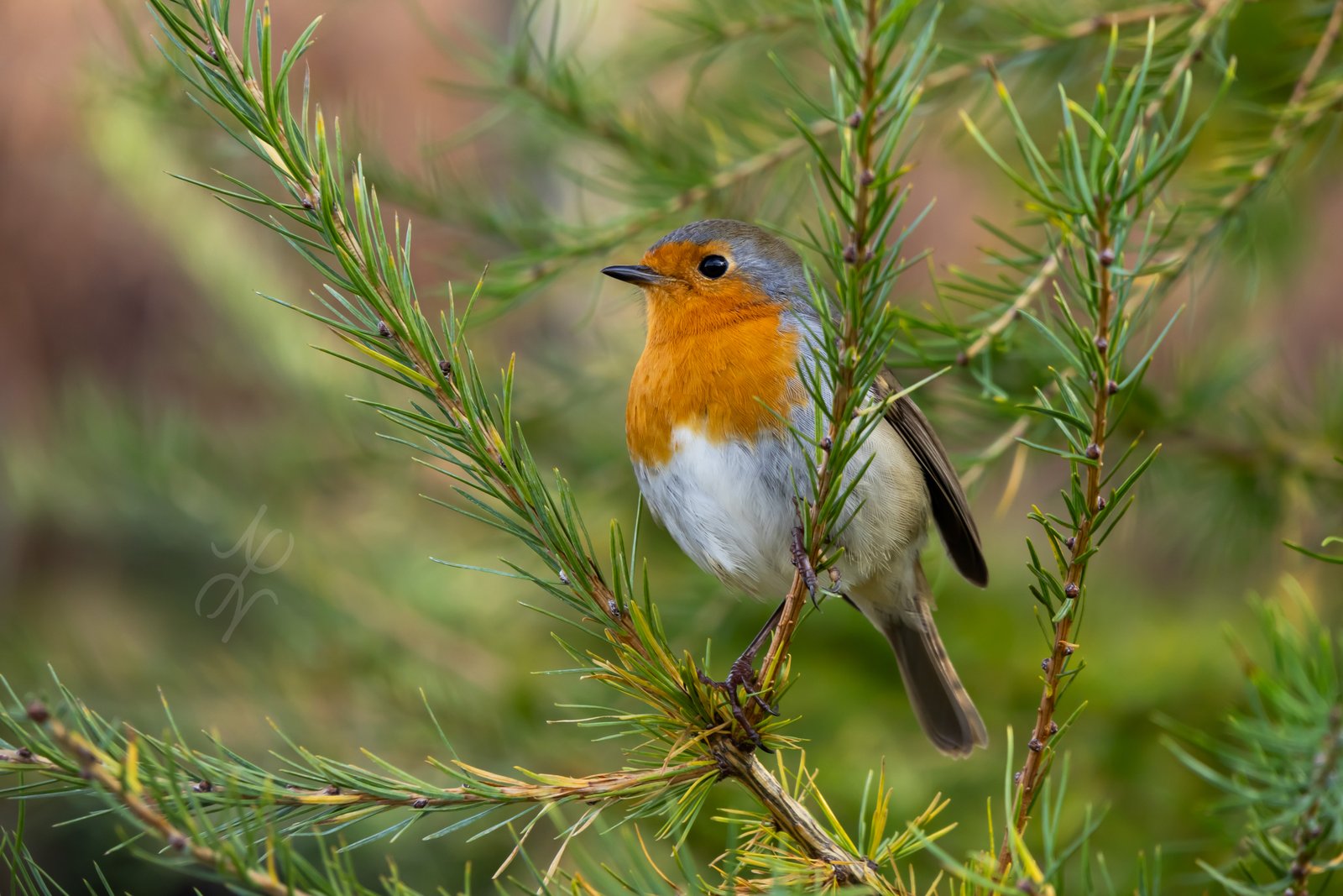 A Robin