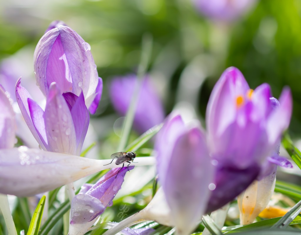 Sounds of Spring – Part&nbsp;2