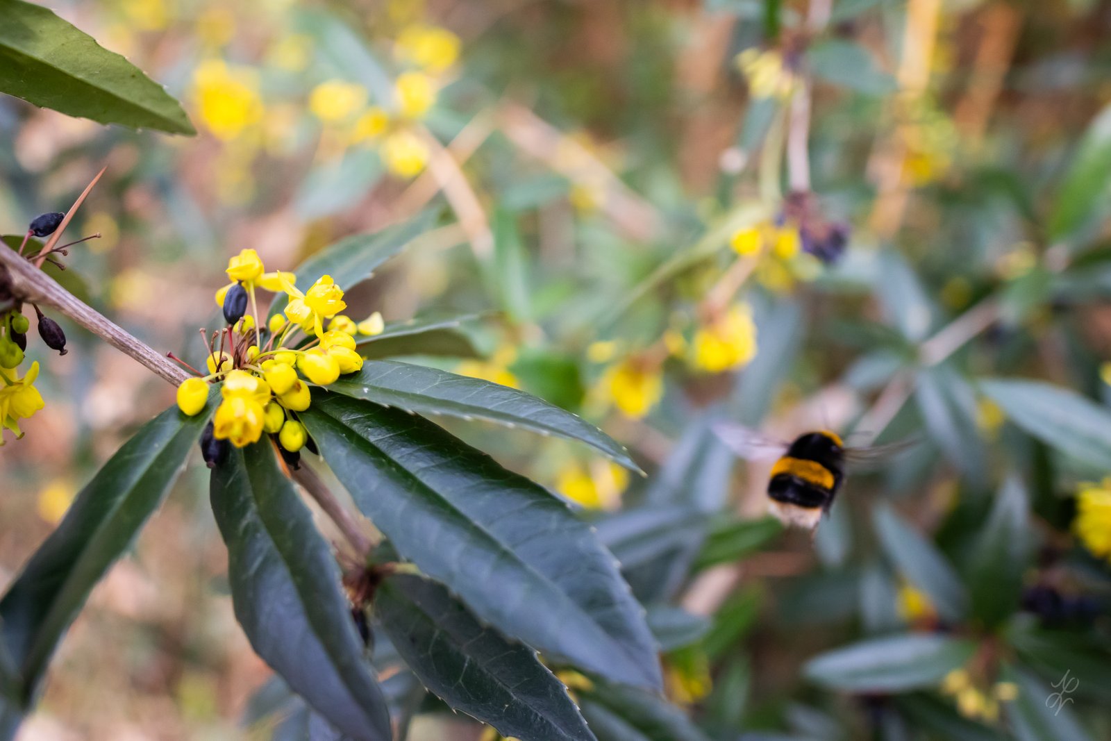 Sounds of Spring – Part 1