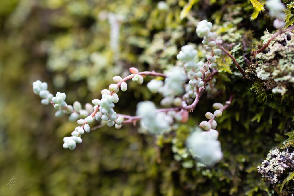 516 Arouca – Part&nbsp;1